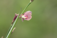 Alysicarpus bupleurifolius